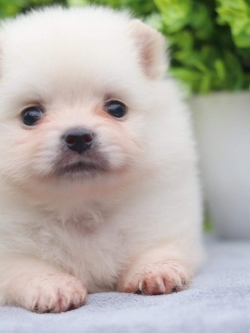 ปอมเมอเรเนียน เพศผู้