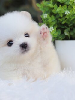 ปอมเมอเรเนียน เพศเมียสีขาวครีม ไซส์เล็ก