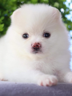 ปอมเมอเรเนียน เพศผู้