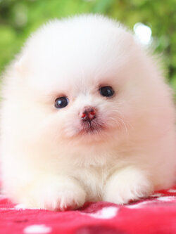 ปอมเมอเรเนียน เพศเมียสีขาวครีม