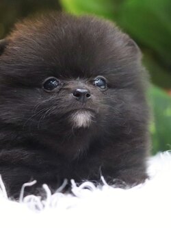 ปอมเมอเรเนียน เพศเมียสีดำ