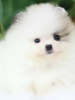 ปอมเมอเรเนียน เพศผู้ สีแฟนซีเกรดโชว์