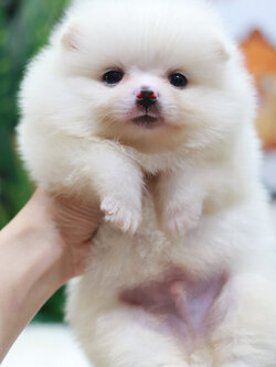 ปอมเมอเรเนียน เพศผู้สีขาว สำลี