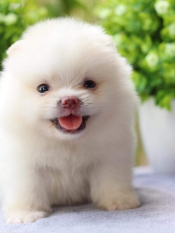 ปอมเมอเรเนียน เพศเมีย