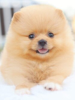 ปอมเมอเรเนียน เพศเมีย สีครีม มีถุงเท้า