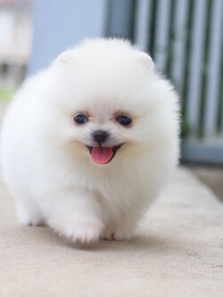 ปอมเมอเรเนียน เพศเมียสีขาวครีมเกรดโชว์