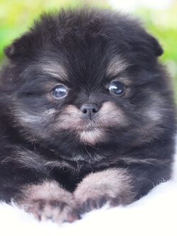 ปอมเมอเรเนียน เพศผู้ สีแบล็คแทน