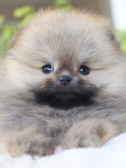 ปอมเมอเรเนียน เพศเมียสีส้ม เกรดโชว์