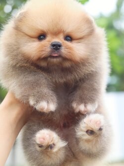 ปอมเมอเรเนียน เพศผู้เกรดโชว์สีส้ม