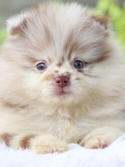 ปอมเมอเรเนียน เพศเมียสี แฟนซีช็อค เกรดโชว์