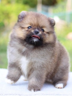 ปอมเมอเรเนียน เพศเมีย