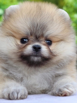 ปอมเมอเรเนียน เพศเมีย