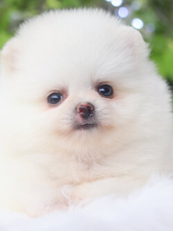 ปอมเมอเรเนียน เพศเมียสีขาวครีม