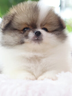 ปอมเมอเรเนียน เพศผู้แฟนซี ไซส์ปกติ