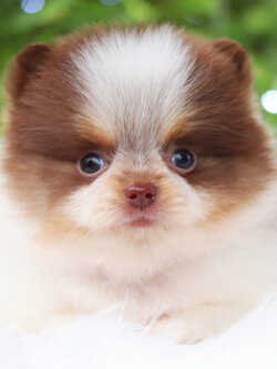 ปอมเมอเรเนียน เพศเมียสีแฟนซี