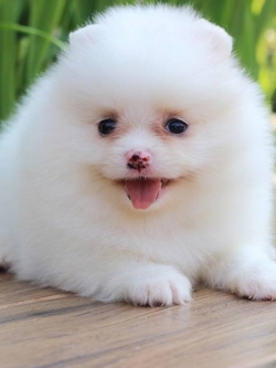 ปอมเมอเรเนียน เพศเมีย