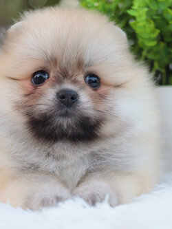 ปอมเมอเรเนียน เพศเมียสีส้ม หน้าตุ๊กตา