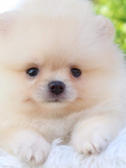 ปอมเมอเรเนียน เพศผู้