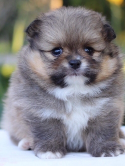 ปอมเมอเรเนียน เพศผู้