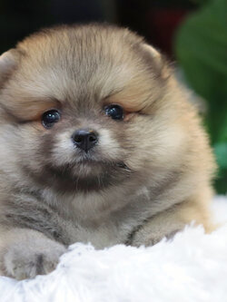 ปอมเมอเรเนียน เพศผู้ สีส้ม