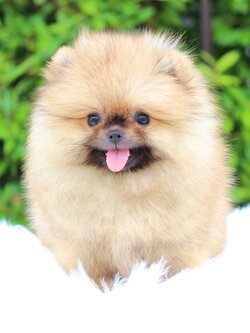 ปอมเมอเรเนียน เพศเมียสีส้ม