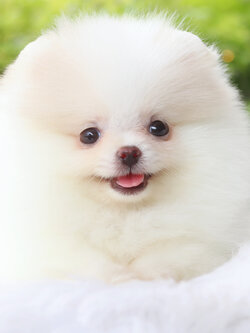 ปอมเมอเรเนียน เพศเมียสีขาวครีม