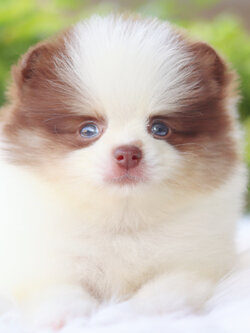 ปอมเมอเรเนียน เพศผู้ สีแฟนซี ช็อค