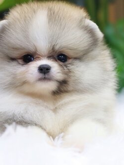 ปอมเมอเรเนียน เพศผู้ สีแฟนซี