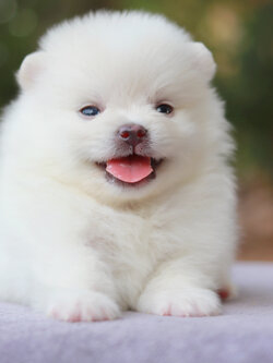 ปอมเมอเรเนียน เพศผู้