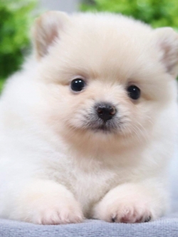 ปอมเมอเรเนียน เพศเมีย