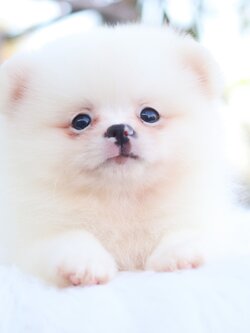 ปอมเมอเรเนียน เพศผู้ สีขาวครีม ไซส์เล็ก