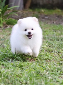 ปอมเมอเรเนียน เพศผู้