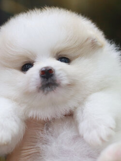 ปอมเมอเรเนียน เพศผู้ ขาวครีม ขนแน่น