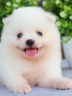 ปอมเมอเรเนียน เพศผู้