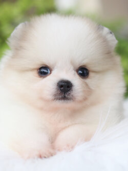 ปอมเมอเรเนียน เพศเมียสีแฟนซี