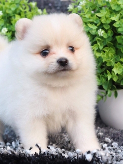 ปอมเมอเรเนียน เพศผู้