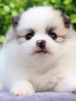 ปอมเมอเรเนียน เพศเมีย