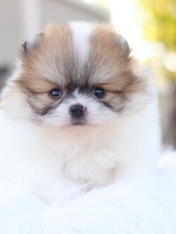 ปอมเมอเรเนียน เพศผู้ สีแฟนซี