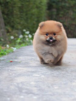 ปอมเมอเรเนียน เพศผู้ สีส้ม ไซส์ปกติ