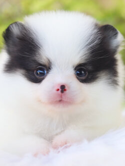 ปอมเมอเรเนียน เพศผู้ สีแฟนซี