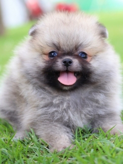 ปอมเมอเรเนียน เพศผู้