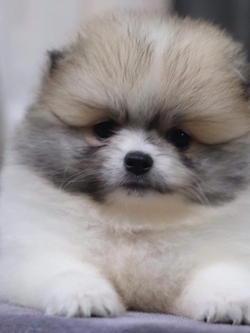 ปอมเมอเรเนียน เพศผู้