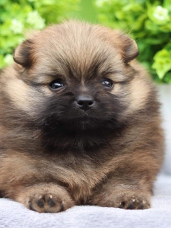 ปอมเมอเรเนียน เพศเมีย