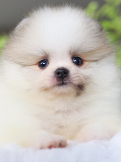 ปอมเมอเรเนียน เพศเมียสีแฟนซี