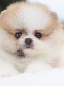 ปอมเมอเรเนียน เพศผู้แฟนซี เกรดโชว์