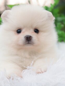 ปอมเมอเรเนียน เพศเมีย สีขาวครีม