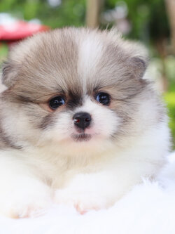 ปอมเมอเรเนียน เพศเมียสีแฟนซี