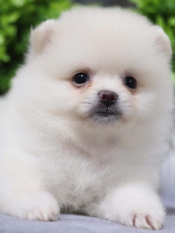 ปอมเมอเรเนียน เพศเมีย