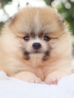 ปอมเมอเรเนียน เพศเมีย สีแฟนซี