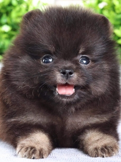 ปอมเมอเรเนียน เพศเมีย